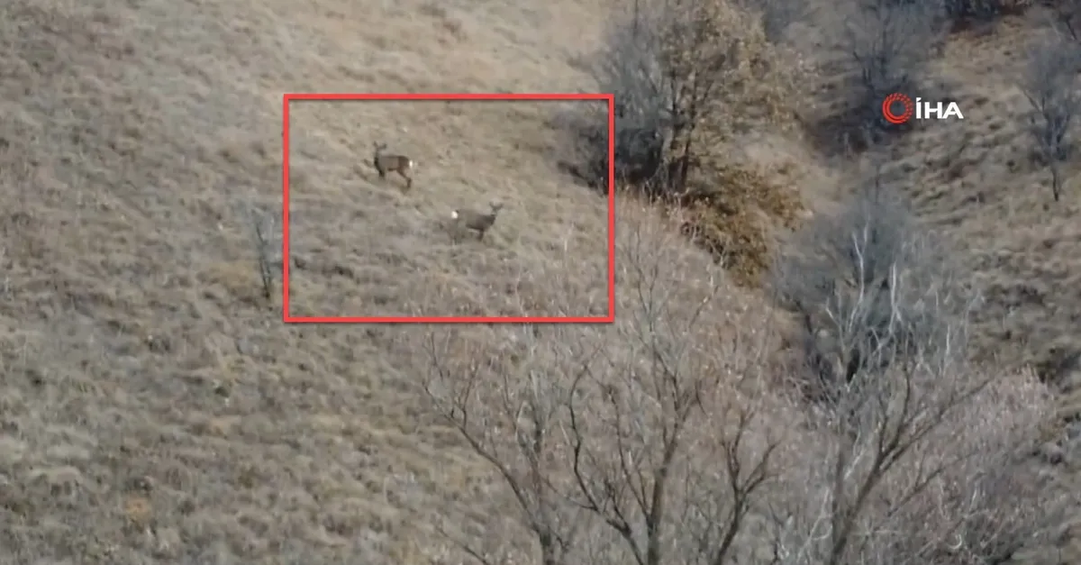 Erzincan’da iki kızıl geyik böyle görüntülendi