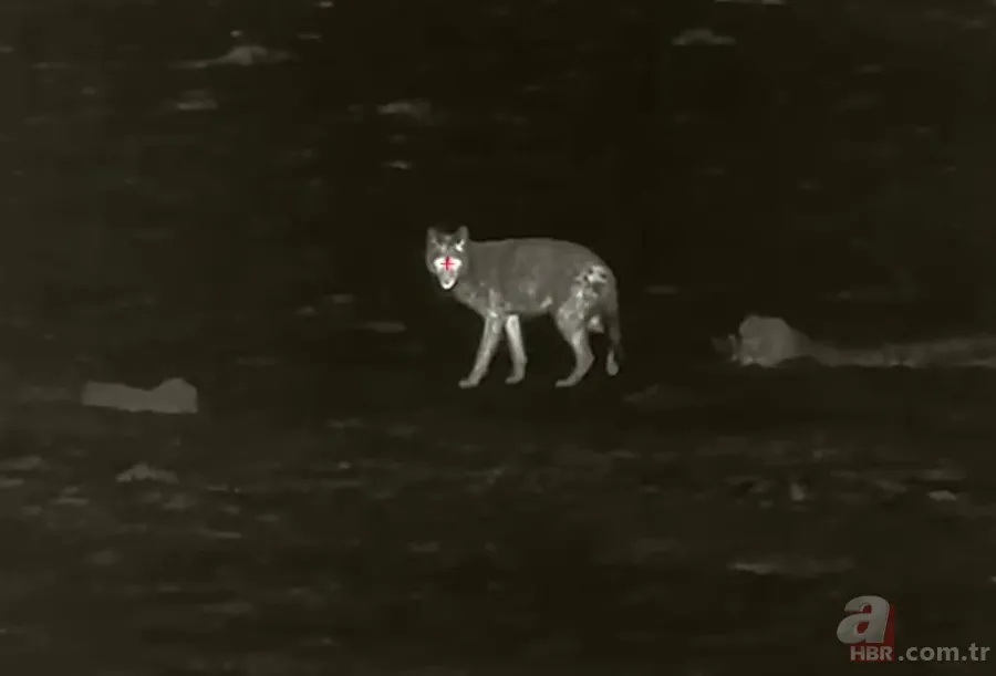 Kurtlar inek çiftliğini bastı! Sığırlarını kaybeden sahibi çözümü katliamda buldu | Bu görüntüler dehşete düşürdü 19