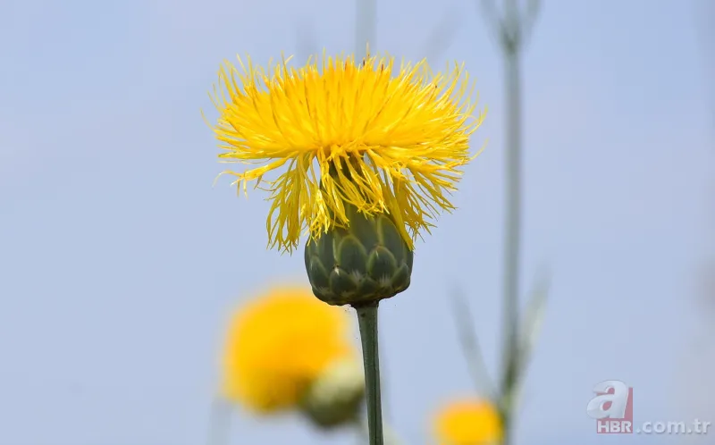 İstanbul'da çok nadir görülüyor! Bu çiçek koparanın elini yakıyor! İşte cezası... 17