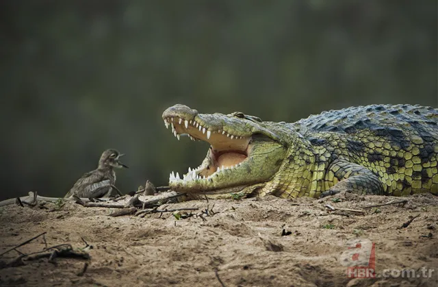 Erzurum'da görenleri şaşırtan anlar! Hemen telefona sarıldılar 9