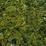 CHP’li Tunç Soyer’in Yüzülebilir hale gelecek dediği İzmir Körfezi çevre felaketi uyarısı veriyor