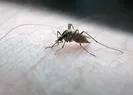 Aedes kabusu! Hangi hastalıkları yayıyor?