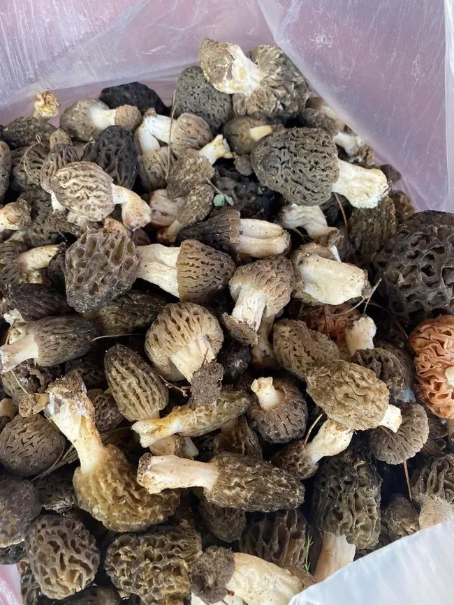 dogada-nadir-bulunan-kuzugobegi-mantarinin-kilogrami-600-liradan-satiliyor-1713174999818.jpg Doğada nadir bulunan kuzugöbeği mantarının kilogramı 600 liradan satılıyor