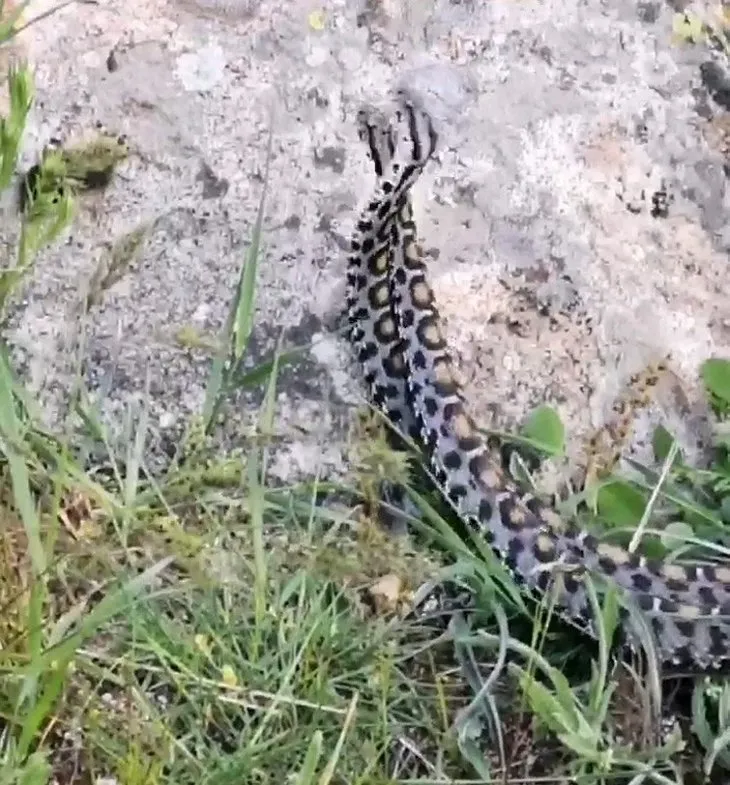 Görüntüler Türkiye’den... Gövde gösterisi yaptılar! 🐍 Zehirli yılanların dansı böyle görüntülendi