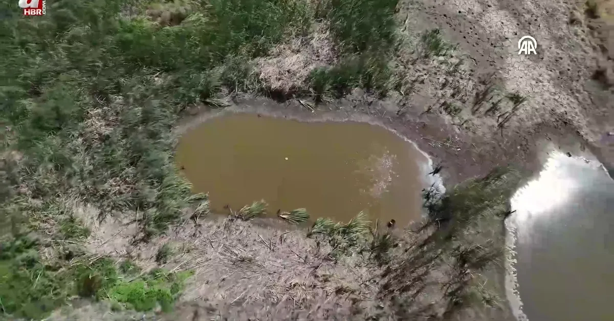 Sazlık Göleti kuraklık nedeniyle kuruma noktasına geldi