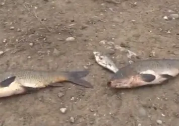 Savrun Çayı'nda çevre katliamı
