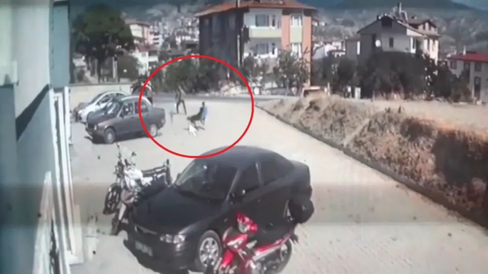 Kastamonu'da sokak köpeği dehşeti! Küçük çocuk ölümden döndü