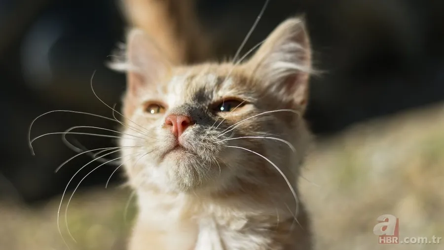 Kediler neden ölü hayvan getirir? Bu mesajı veriyor olabilir! 6