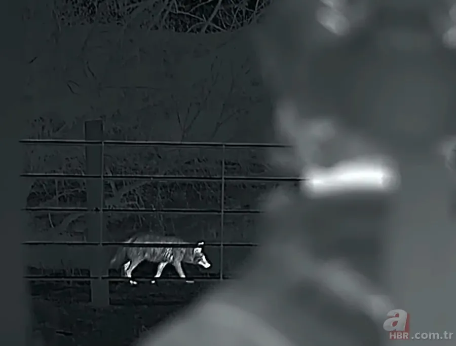 Kurtlar inek çiftliğini bastı! Sığırlarını kaybeden sahibi çözümü katliamda buldu | Bu görüntüler dehşete düşürdü 25