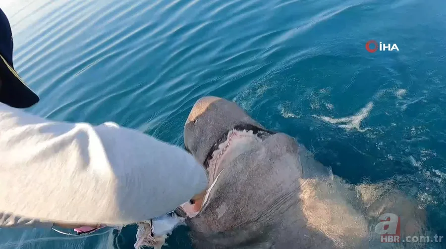 Levrek yakaladığını zannetti! Oltasına takılan balığı görünce gözlerine inanamadı 13