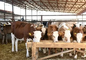 Et ithalatını önleyecek proje! Tarım ve Orman Bakanlığı düğmeye bastı