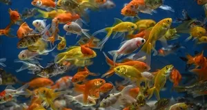 Japon balıkları çocukların kaygılarının giderilmesine yardımcı oluyor