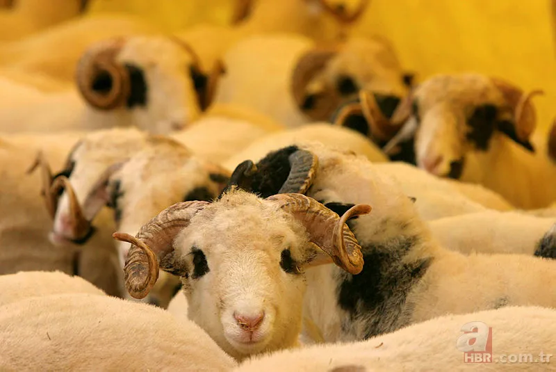 Kurban Bayramı tatili 2019 kaç gün olacak? Kurban Bayramı tatili ne zaman hangi günler? 5