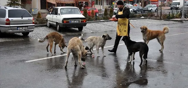 Vatandaşın ev arama kriteri değişti! Dikkat çeken sokak köpeği detayı