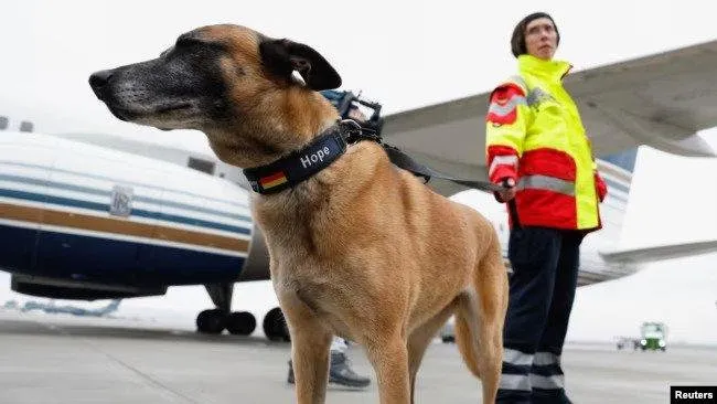 Almanya’da köpek sahiplerinden 429,7 milyon euro vergi: Mainz’da yıllık 186 euro, bazı ırklarda 1.660 euro - 2