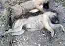 Yan yana dizilmiş köpeklerin ölüsü bulundu