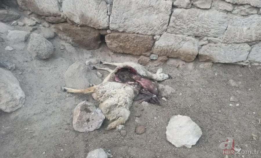 Ahıra giren kurt koyunları telef etti! Valilik vatandaşa yardım eli uzattı 7