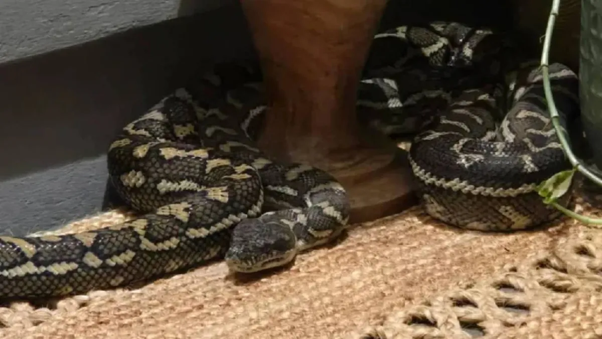 Avustralya'da bir kadın gece yarısı üzerinde 2,5 metrelik pitonla uyandı