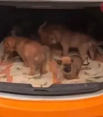 1749123060011.jpeg Cani doktor Muhammet Mustafa Duman (AHABER ARŞİV)