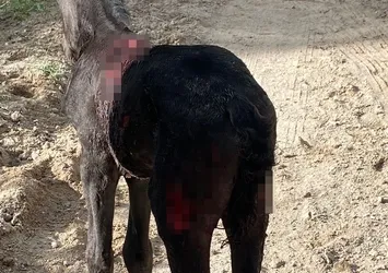 Nevşehir'de Sokak köpekleri atlara saldırdı