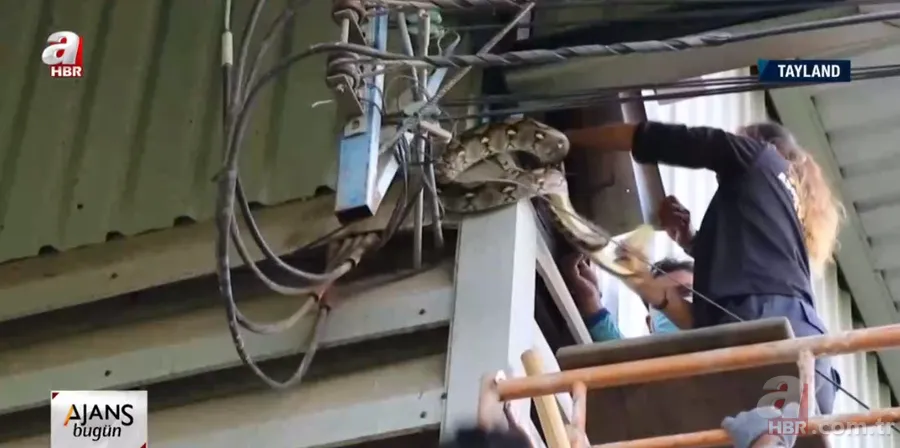 Fabrikada dev piton paniği! Yılan avcısı genç kadın... 11