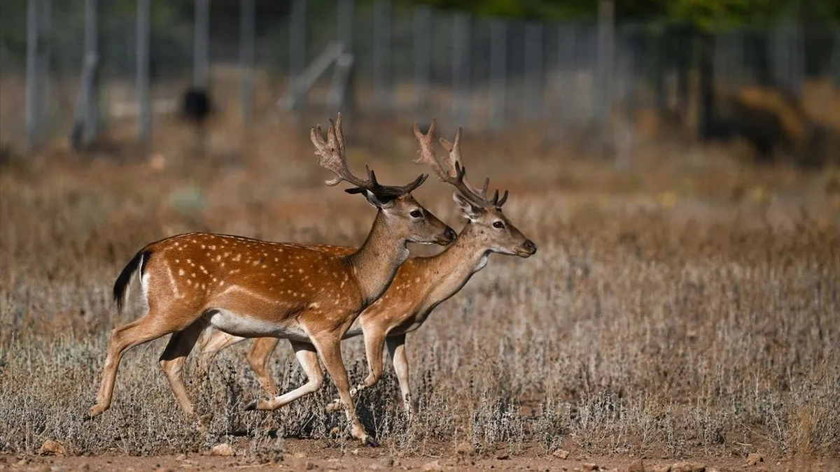 Antalya'da bu yıl 9 alageyik dünyaya geldi