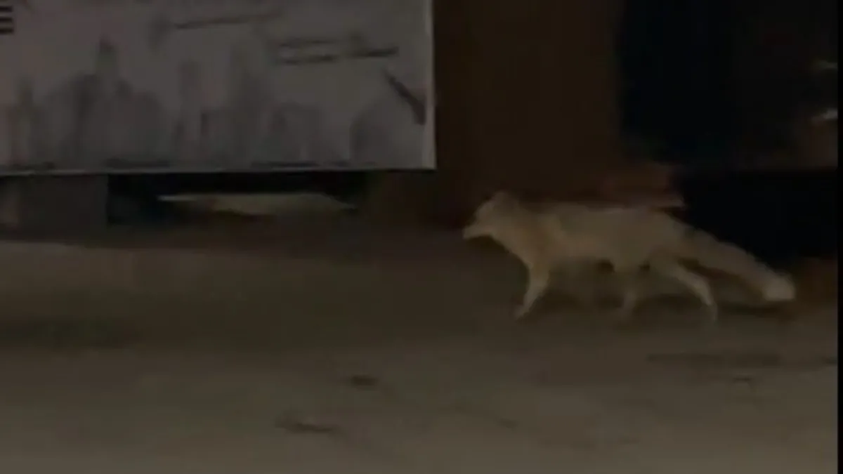 Muş’ta aç kalan tilki şehir merkezine indi