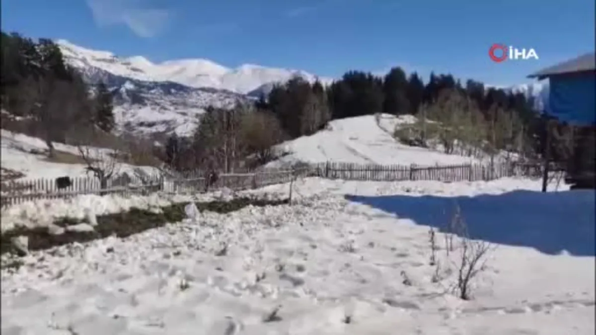 Artvin’e kış erken gelince patates hasadı kar altından yapıldı