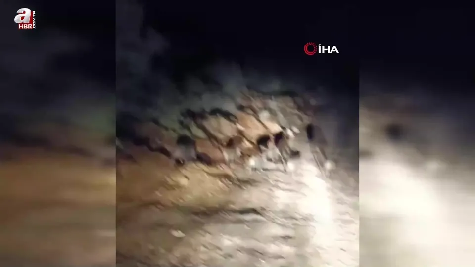 Hatay’da domuz sürüsü kameraya yakalandı