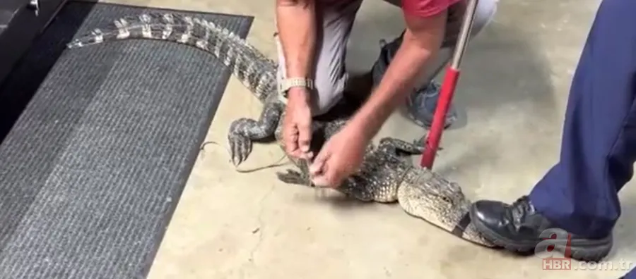 Herkes uyurken köpek kapısından girdi! Ayağıyla ağzına basıp etkisiz hale getirdi 10