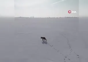 Kars’ta tilkinin dron ile imtihanı