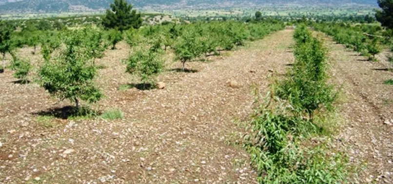 Çiftçilere destek sürüyor! Tarım ve Orman Bakanlığı'ndan 27 bin fidan