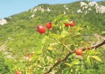 5 bin köye 5 bin gelir getirici orman
