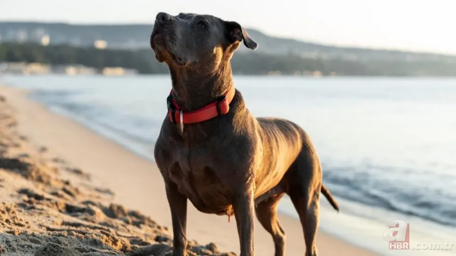 Veteriner açıkladı: İşte evcil hayvan olarak beslenebilecek en iyi 5 köpek ırkı 8