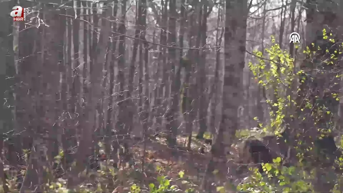 Samanlı Dağları’na 8 kızıl geyik bırakıldı