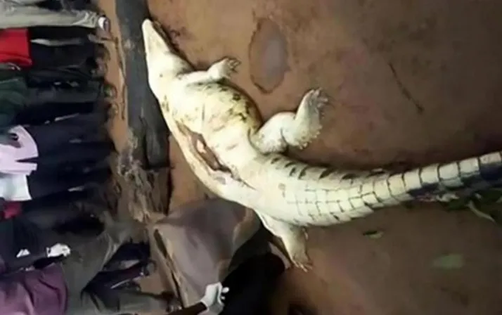 Akıllara durgunluk veren olay! Timsahın karnından çıkanlar Åok etti