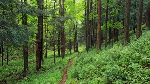 valilikler-pes-pese-duyurdu-balikesir-izmir-ve-aydinda-ormanlara-girisler-yasaklandi-1627616905609.jpg Valilikler peş peşe duyurdu! İstanbul, Balıkesir, Çanakkale, Gaziantep, İzmir, Aydın, Niğde, Kocaeli ve KKTC'de ormanlara girişler yasaklandı - 9