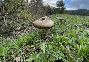 Ormandan topladıkları mantar ailenin sonu oldu! Koca öldü eşi ise tedavi görüyor
