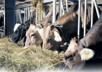İthalat ile etin fiyatı 9 TL inecek