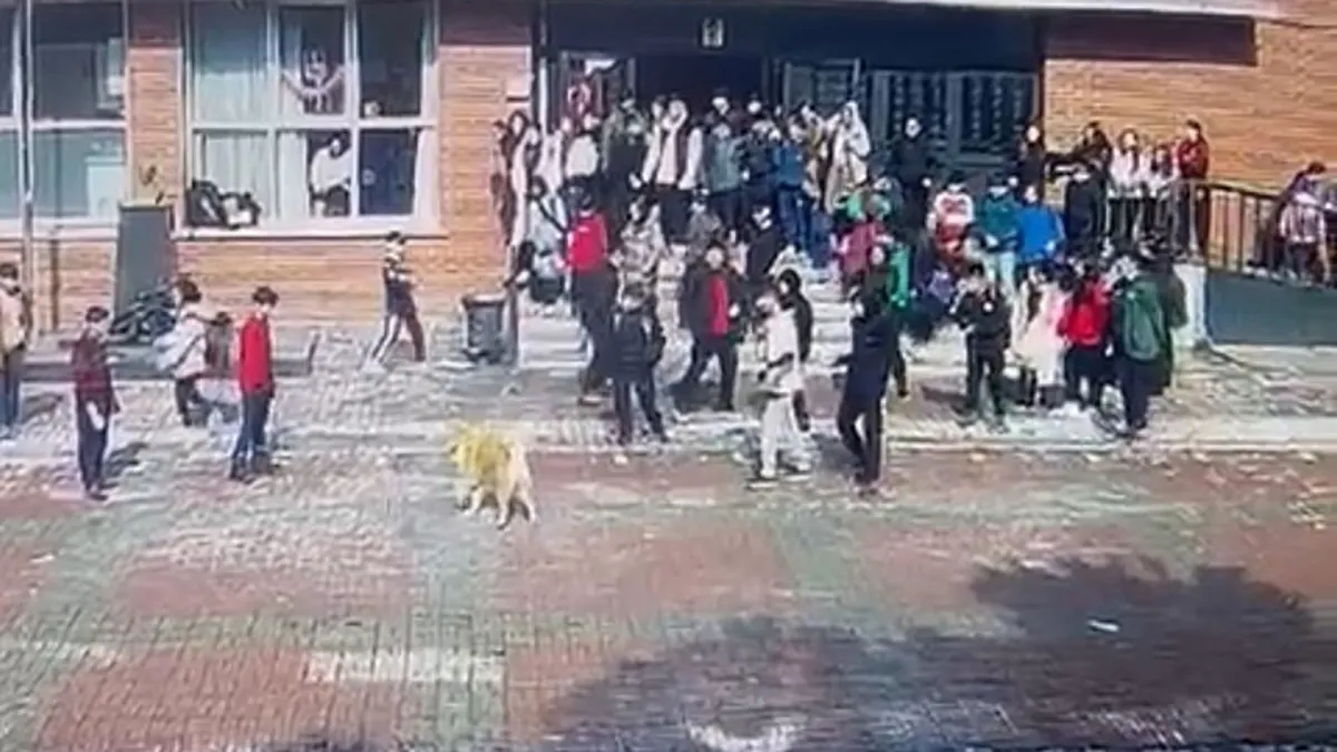 Ümraniye'de okul bahçesinde 6 kişiyi ısıran köpeğin sahibi tutuklandı