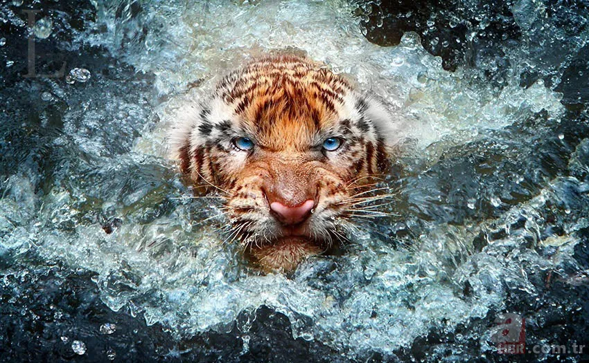 Erzurum'da görenleri şaşırtan anlar! Hemen telefona sarıldılar 21