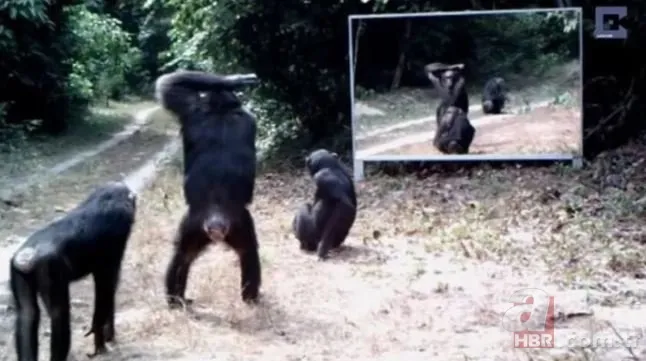 Vahşi doğada daha önce böylesi görülmedi! Goril aynada kendisini görünce saldırmaya başladı 19