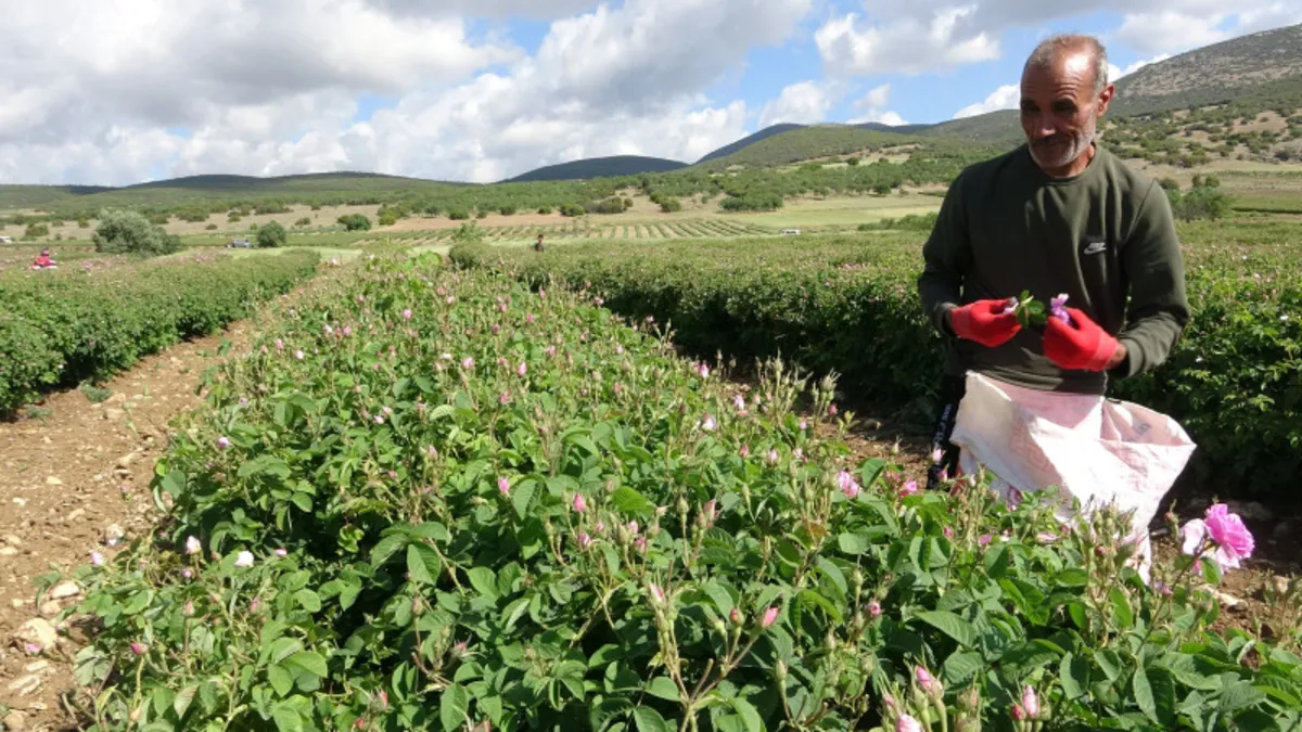 Isparta'yı bu yıl gül kokusu erken sardı! 12 bin rekolte bekleniyor