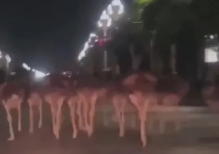 Deve kuşları firarda! Çiftlikten kaçıp şehre indiler