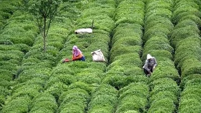 Karadeniz’de çay hasadı başladı