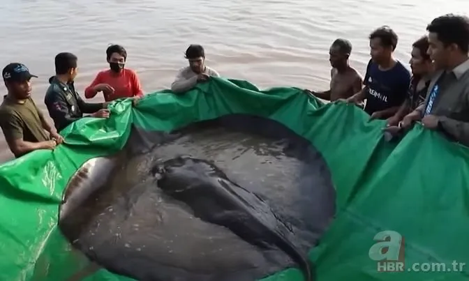 Dünyanın en büyüğü! Tatlı suda 300 kiloluk vatoz yakalandı