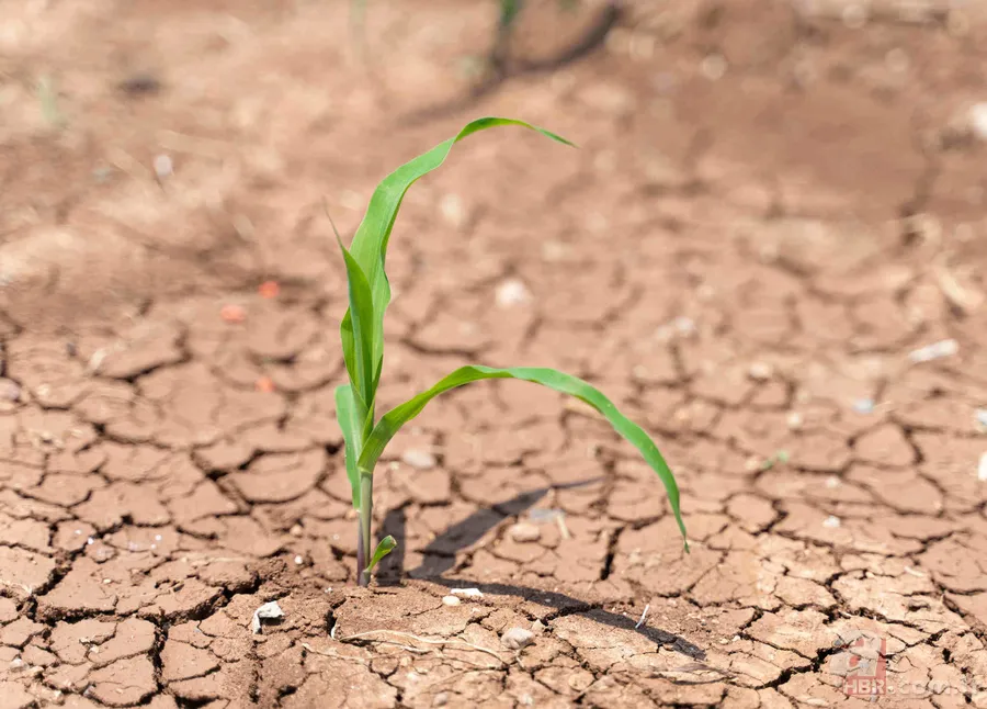 Son 11 yıl tarihin en sıcağı: Küresel iklimde korkutan kırmızı alarm 4