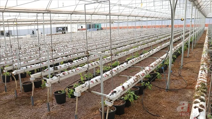 Kilosu 450 TL'den satılıyor! Beyni 10 yaş gençleştiren meyve... 4