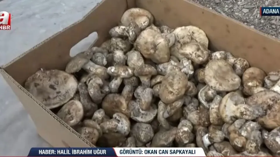 Feke’de Sedir mantarı toplanıyor