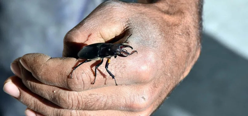 Sivas'ta ilk kez 'geyik böceği' bulundu